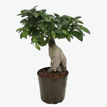 Ficus