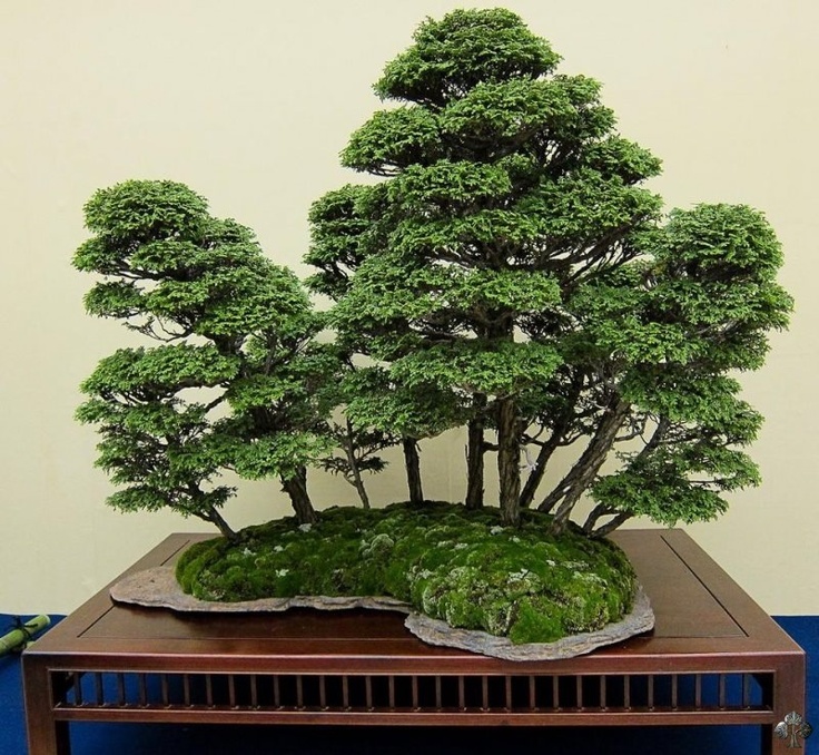 forma forestal del bonsái