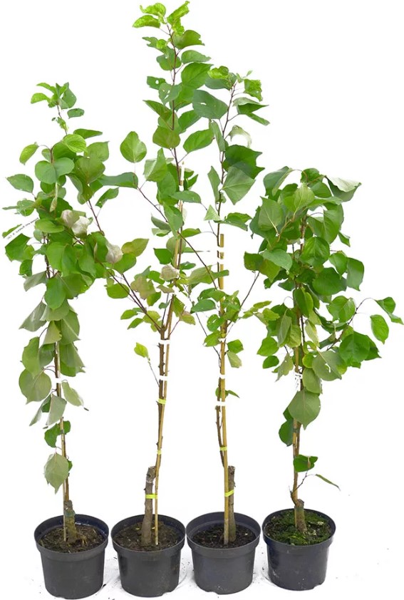 Descripción del albaricoque (Prunus)