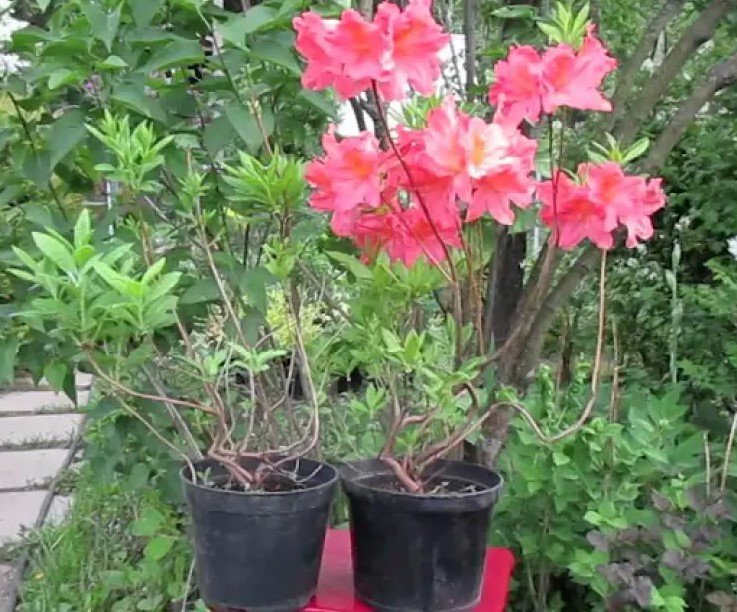 plántulas de azalea