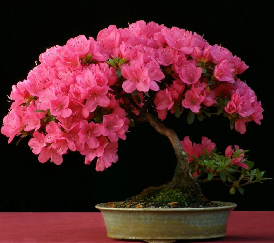 Bonsái de azalea