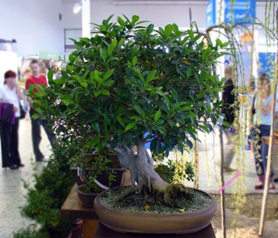Ficus