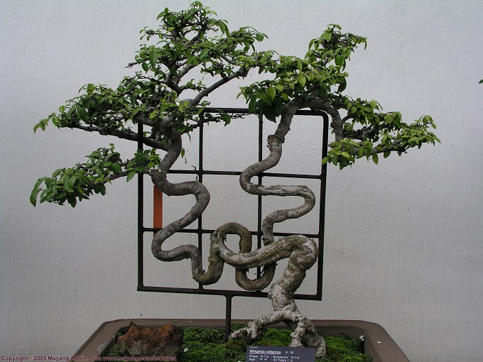 Formación del bonsái