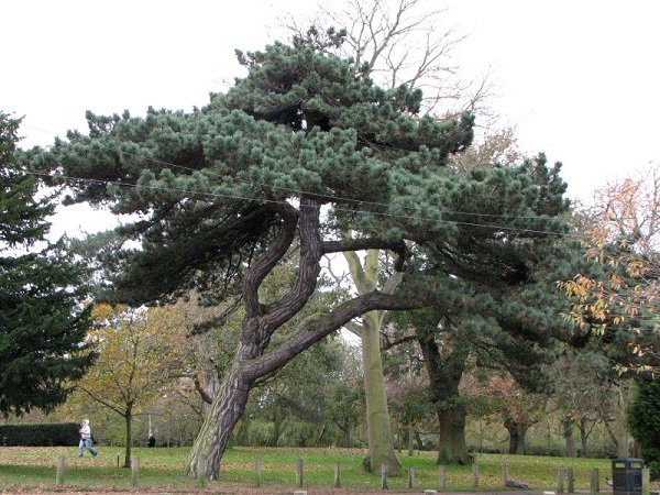 Bonsái: una copia de un árbol que crece en la naturaleza (foto)