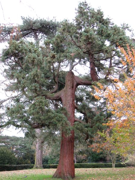 Bonsái: una copia de un árbol que crece en la naturaleza (foto)