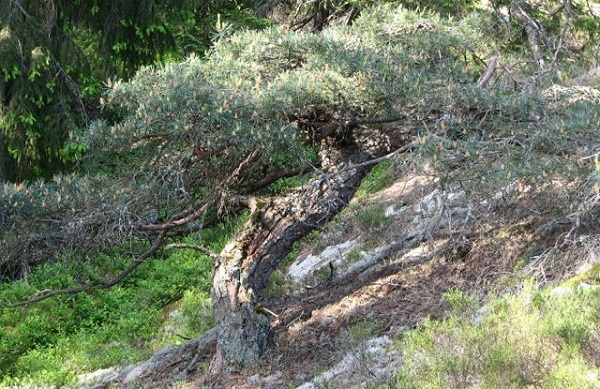 Bonsái: una copia de un árbol que crece en la naturaleza (foto)