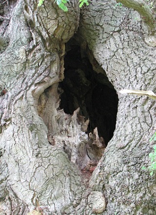 Bonsái: una copia de un árbol que crece en la naturaleza (foto)