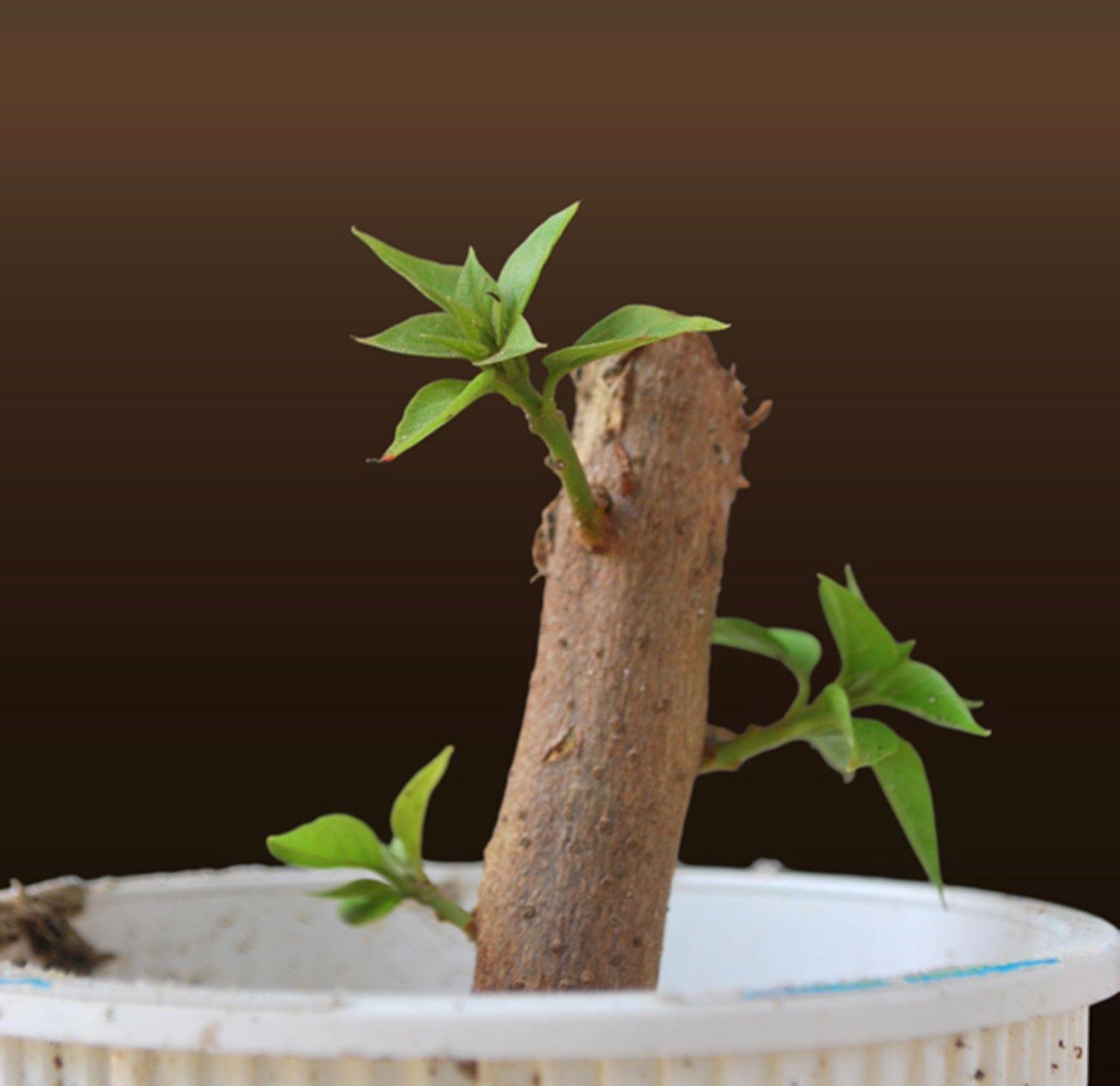 Los esquejes como método de cultivo de bonsáis