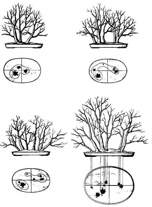 Plan de plantación de bonsáis