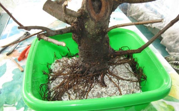 Cómo cultivar bonsáis mediante acodo aéreo