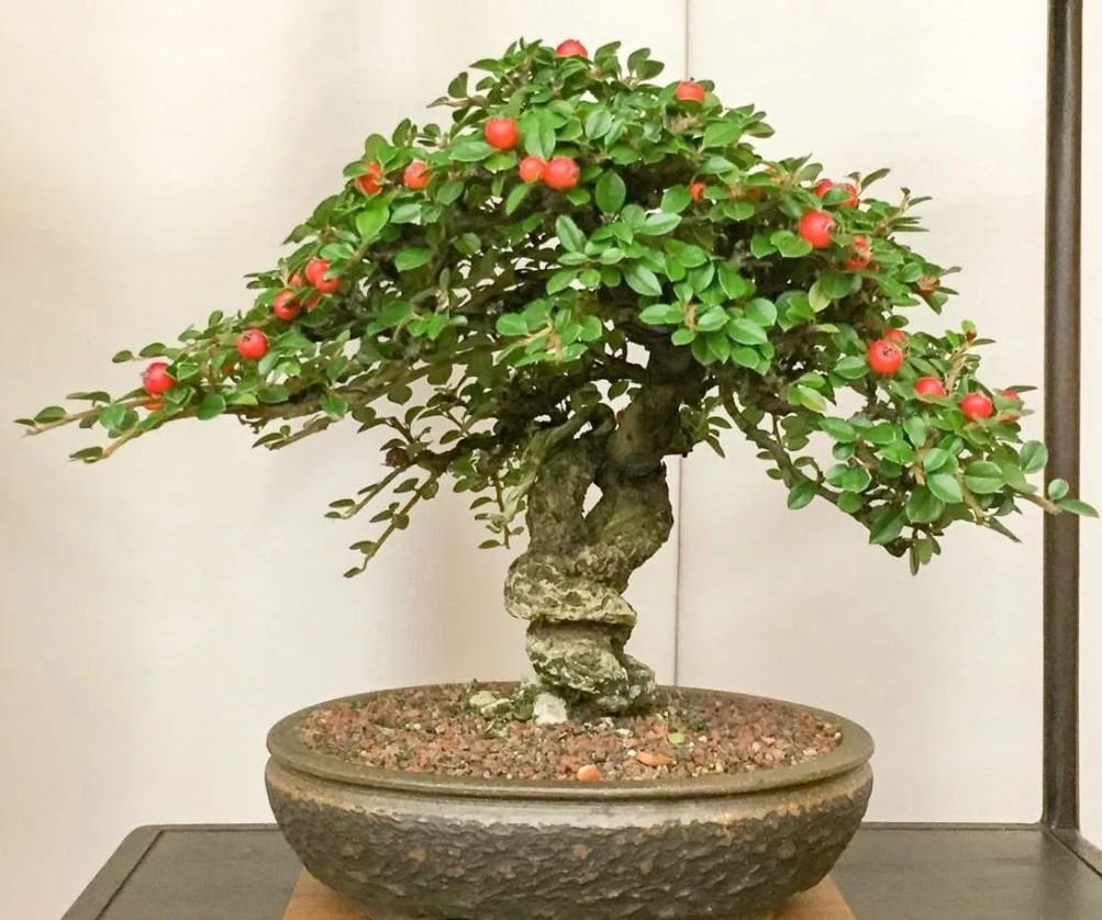 Cotoneaster