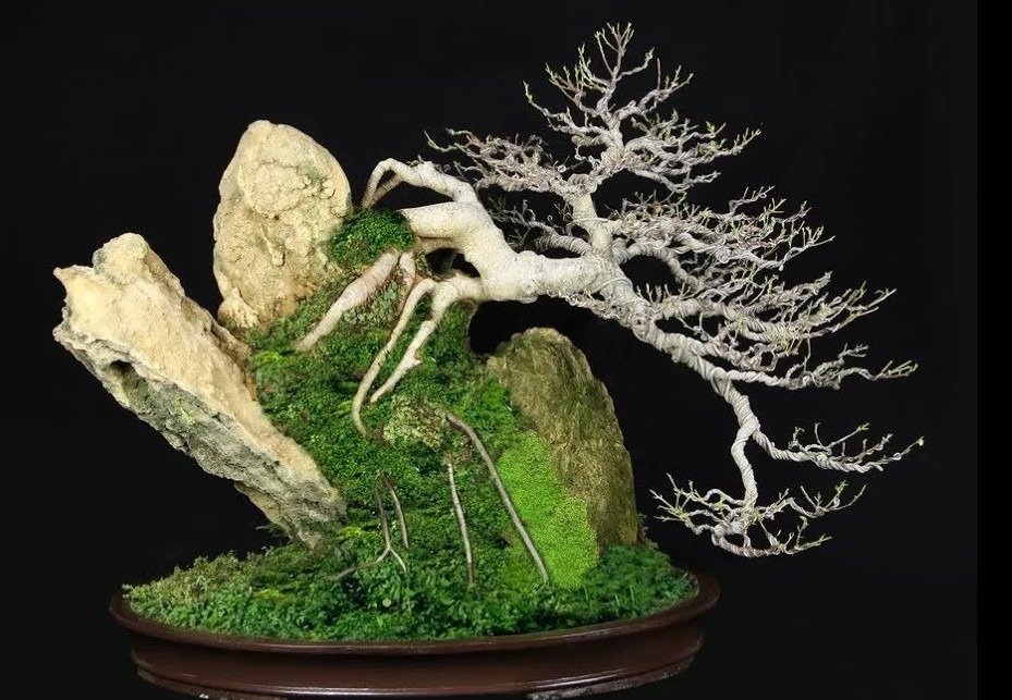 árbol enano sobre una roca con musgo
