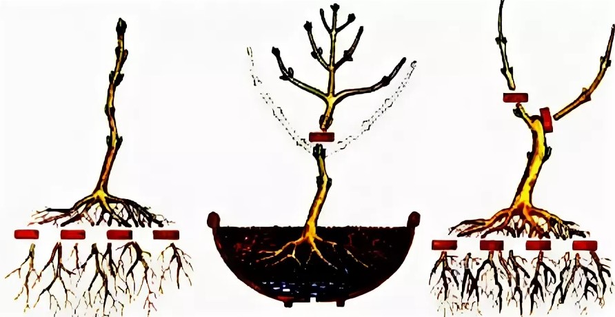 Poda de raíces