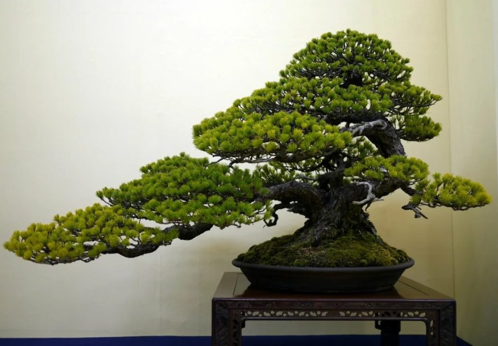 Media cascada (han kengai)