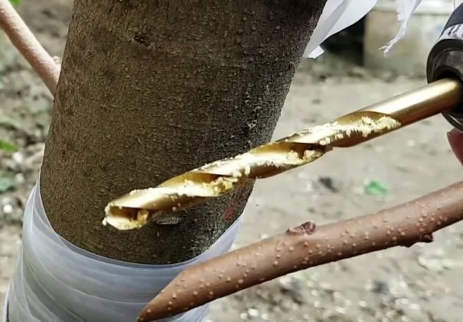 Injerto en el tronco. Elección del diámetro del agujero.