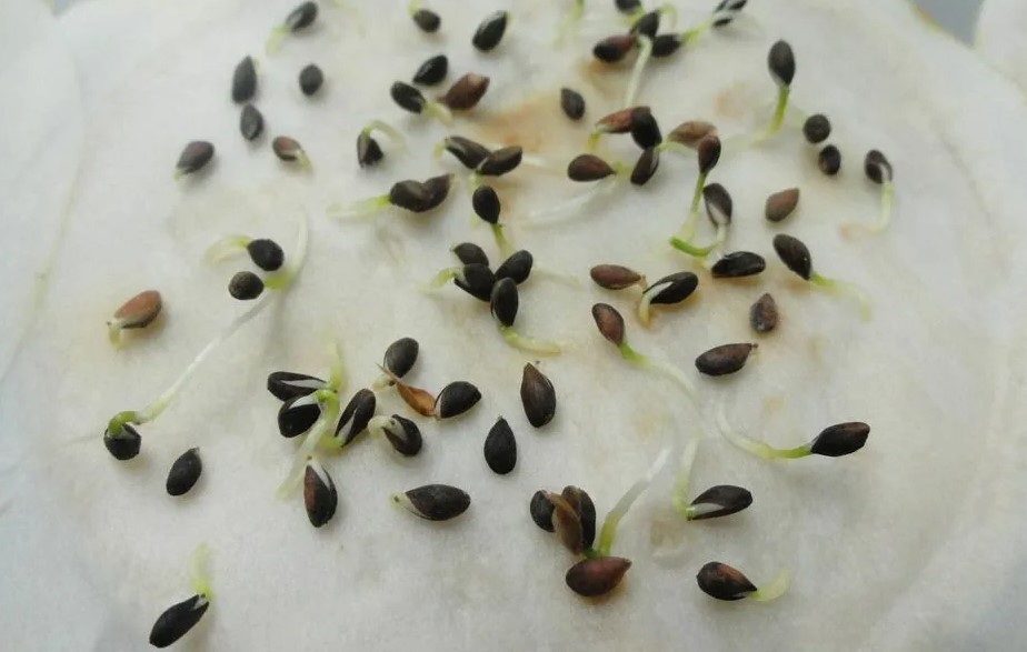 germinación de semillas