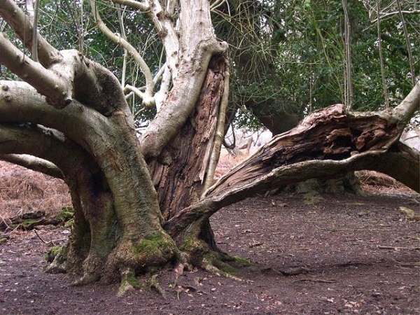 Bonsái: una copia de un árbol que crece en la naturaleza (foto)