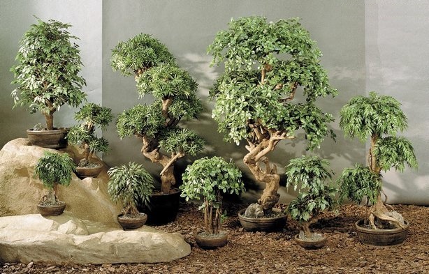 ¿Qué es un árbol Bonsái o árbol enano?