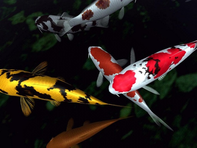 Carpa japonesa o pez koi