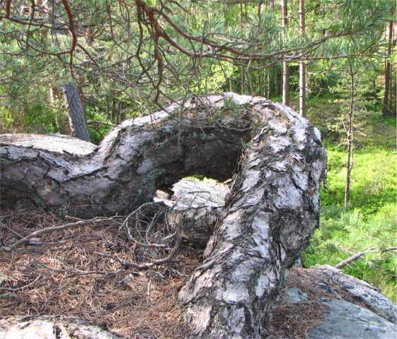 Bonsái: una copia de un árbol que crece en la naturaleza (foto)