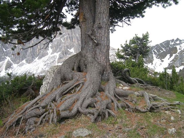 Bonsái: una copia de un árbol que crece en la naturaleza (foto)