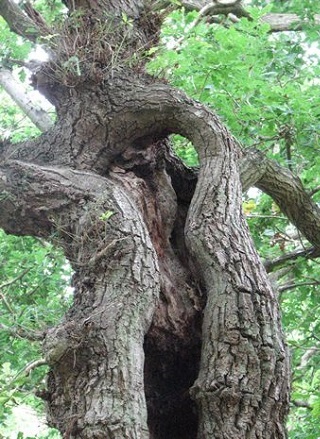 Bonsái: una copia de un árbol que crece en la naturaleza (foto)