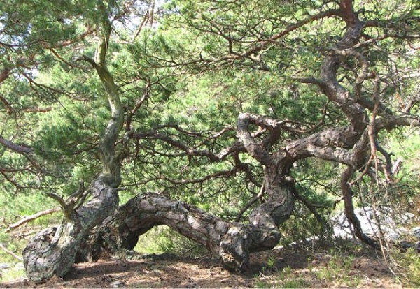 Bonsái: una copia de un árbol que crece en la naturaleza (foto)