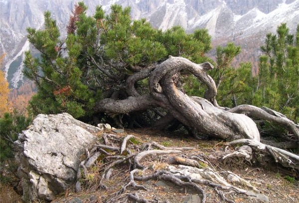 Bonsái: una copia de un árbol que crece en la naturaleza (foto)