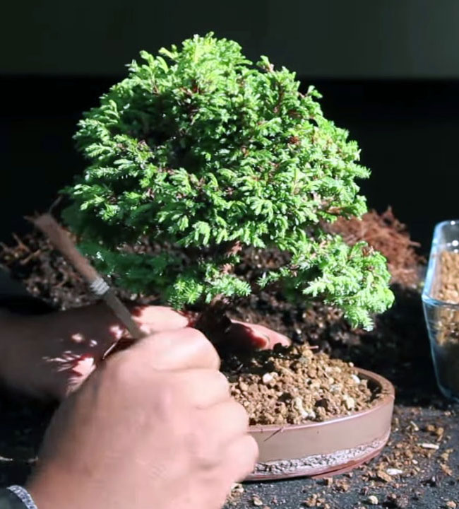 Cultivo de bonsáis