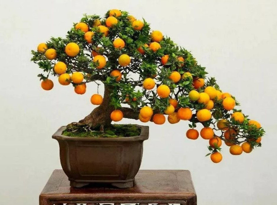 Bonsái de cítricos