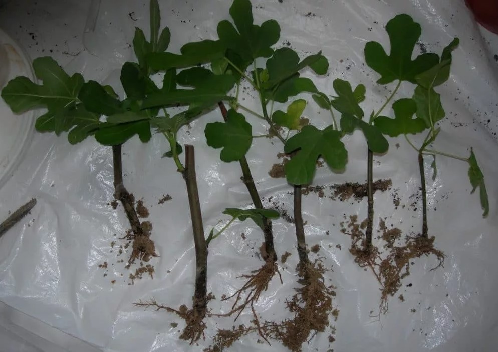 esquejes de roble