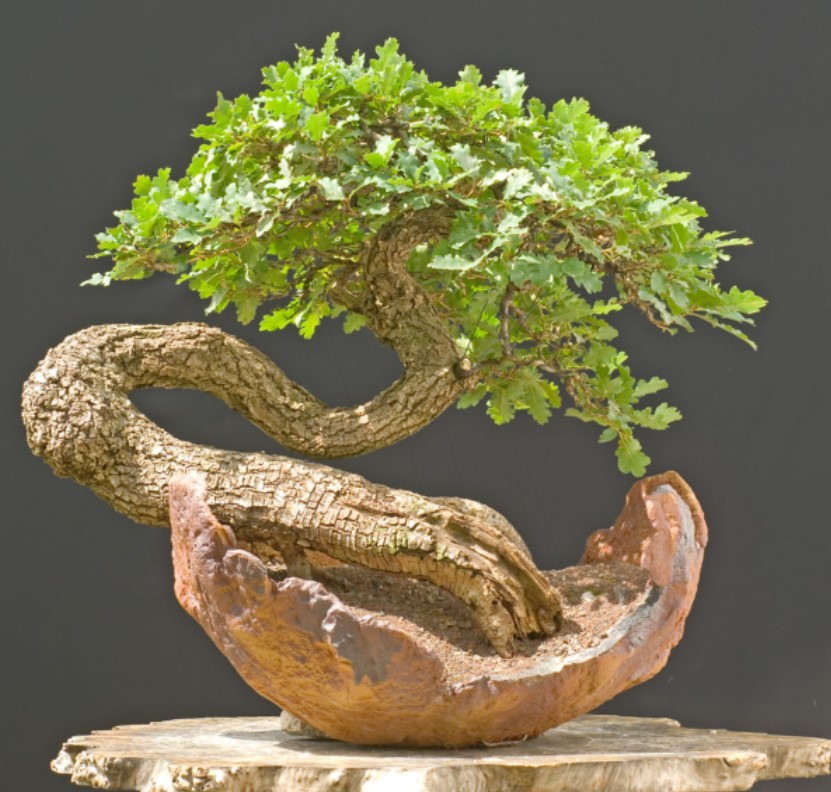 foto de bonsái de roble