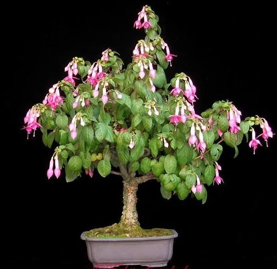 bonsái fucsia