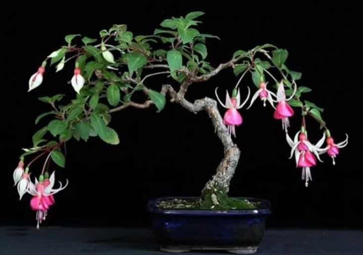 bonsái fucsia