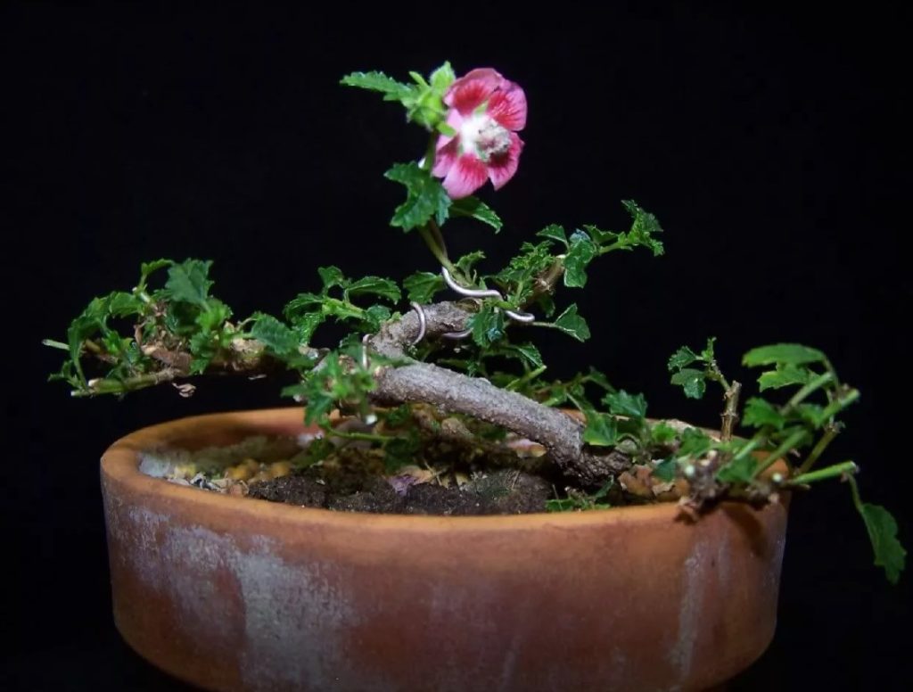 Hibisco