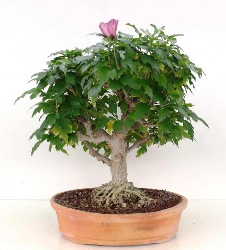 bonsái de hibisco