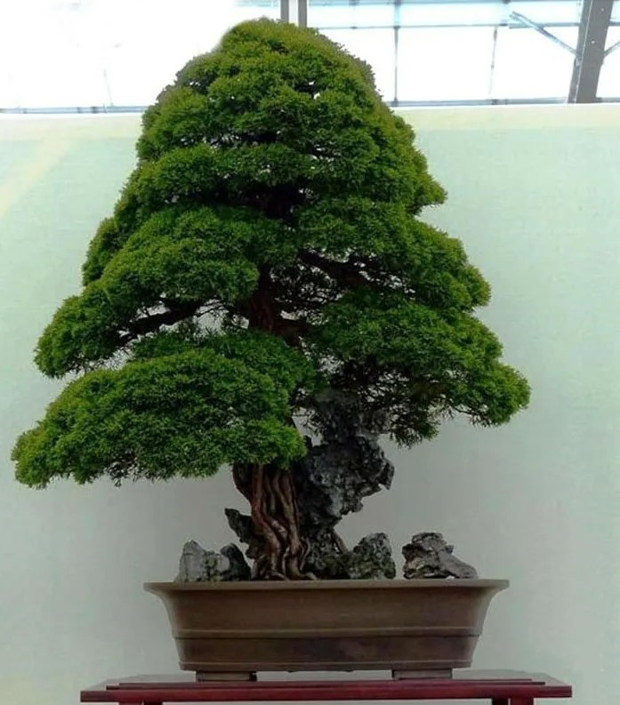 Bonsái de cedro