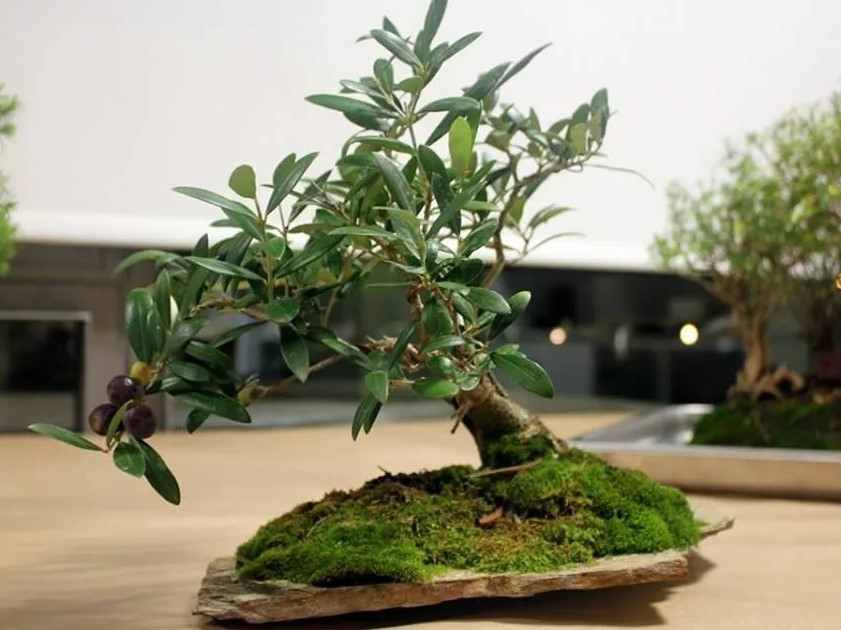 Aceituna