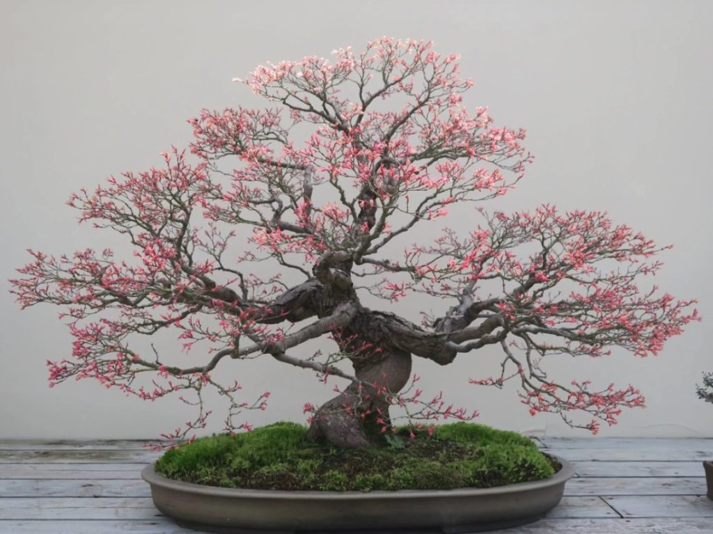 Bonsái de sakura