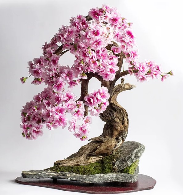Bonsái de sakura