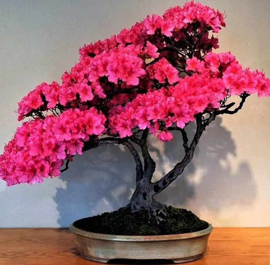Bonsái de sakura