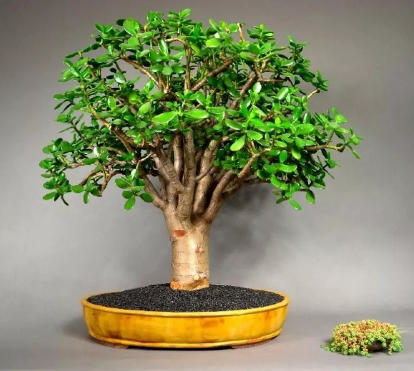 Bonsái de Crassula