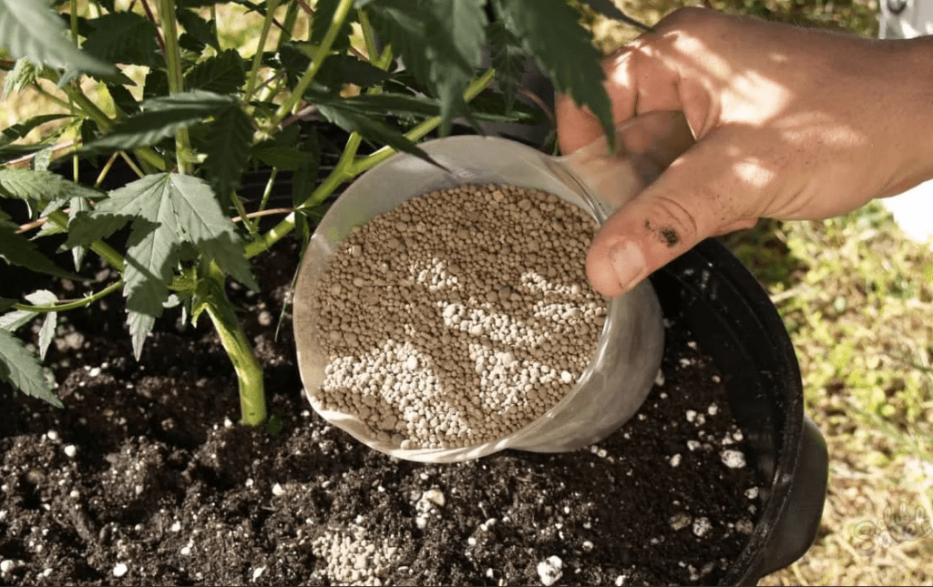 alimentación con urea
