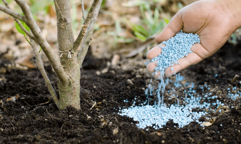 Cómo aplicar fertilizantes secos