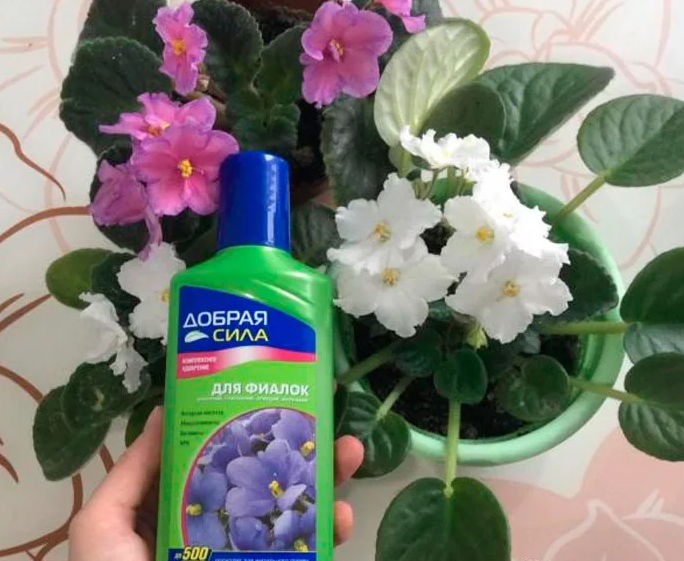Cómo alimentar violetas