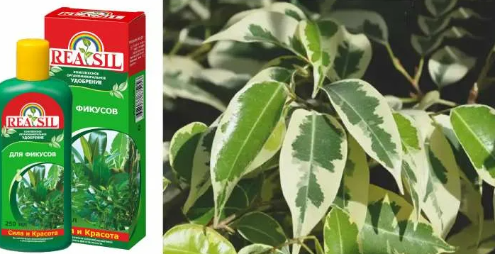 Cómo alimentar un ficus
