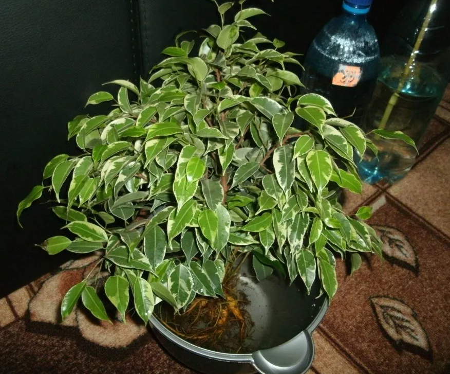 trasplante de ficus