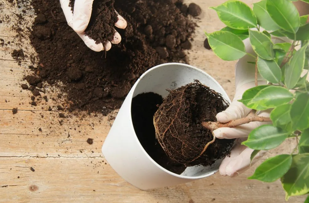 Suelo para el crecimiento exuberante de ficus