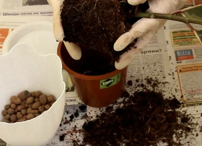 drenaje para ficus