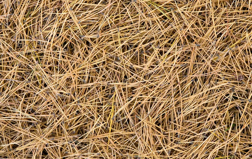 agujas de pino secas